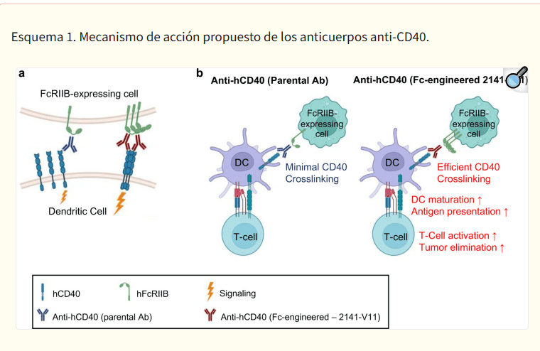 Un anticuerpo “inteligente” elimina tumores desde dentro y despierta al sistema inmune para atacar el cáncer en todo el cuerpo