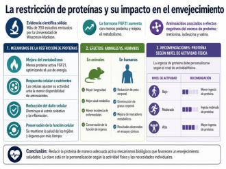 Comer menos proteína podría frenar el envejecimiento, según 350 estudios