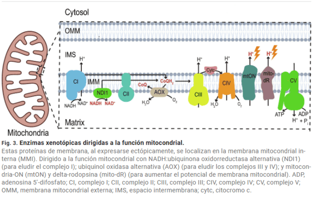 El atlas del envejecimiento cerebral: de la ciencia de vanguardia al cuidado de precisión en residencias