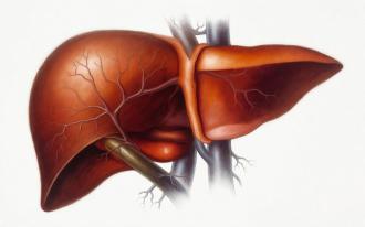 Científicos del MIT desarrollan “mini hígados” inyectables que podrían ofrecer una alternativa al trasplante