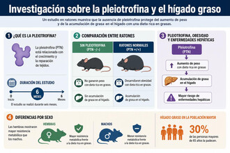 Investigadores hallan la clave para frenar el hígado graso