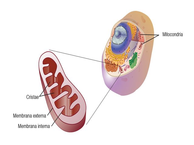 Mitocondria. Foto: National Human Genome Research Institute
 