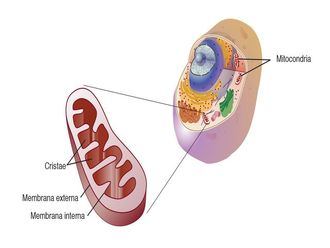 Mitocondria. Foto: National Human Genome Research Institute
 