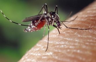 Factores que Atraen a los Mosquitos