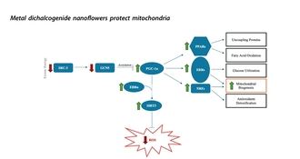 Nanoflores diseñadas frenan Parkinson y Alzheimer
