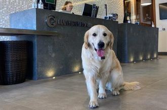 ILUNION Hotels aceptará mascotas en todos sus establecimientos