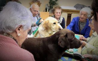 La residencia de mayores Asispa Soto Fresnos implanta terapia canina