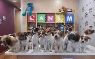 Crónica de la entrega 0120 de perros de alerta médica CANEM
