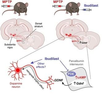 Ibudilast muestra eficacia en la protección de neuronas en ratones con Parkinson