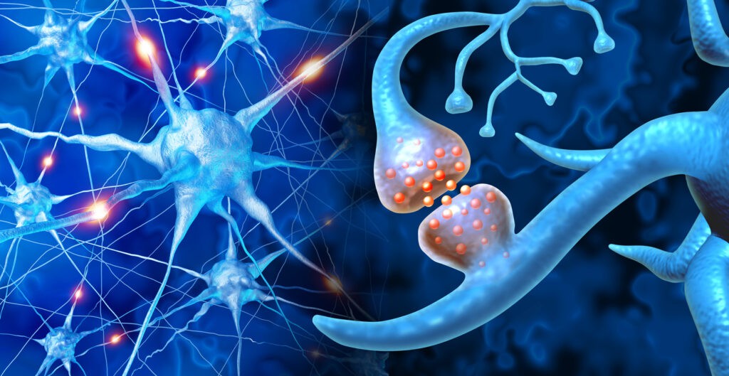 La neuroplasticidad: la capacidad asombrosa del cerebro para adaptarse