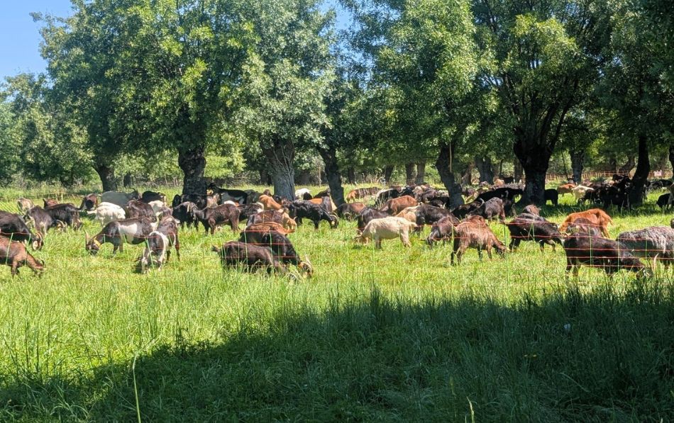 Naturaleza y tranquilidad en la Residencia Soto Fresnos