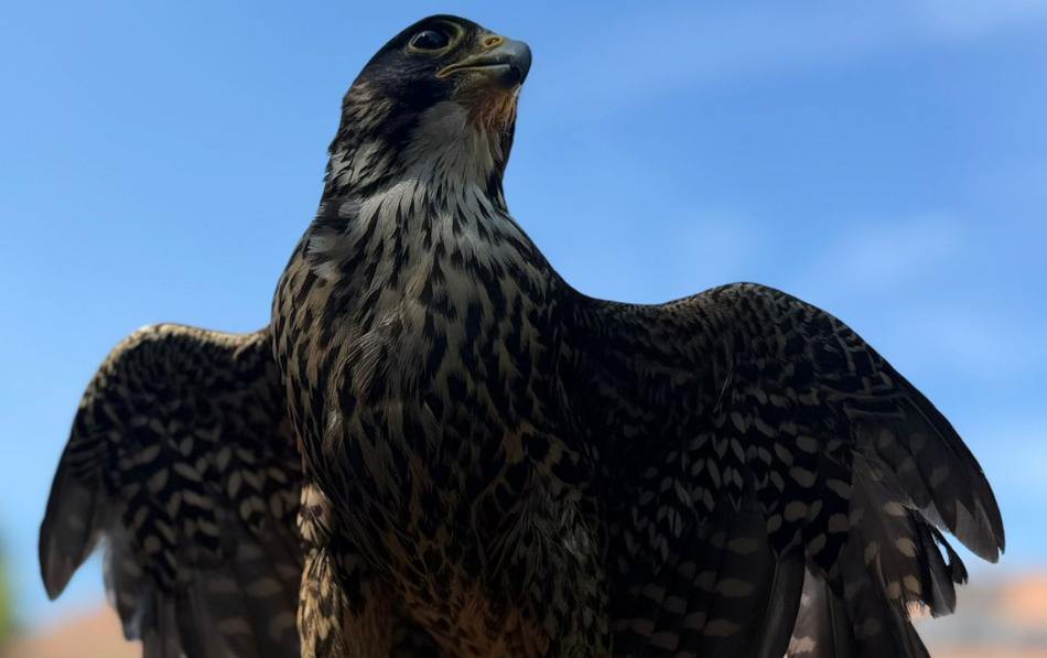 Descubriendo aves rapaces en la Residencia Soto Fresnos