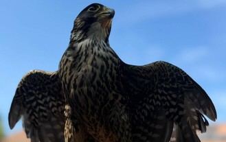 Descubriendo aves rapaces en la Residencia Soto Fresnos