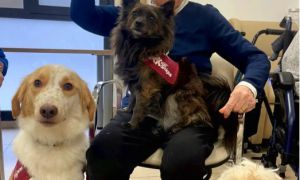 Beau, el perro que combate la soledad en la residencia Ballesol Reus