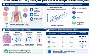Crean un 'reloj biológico' que mide el envejecimiento de cada órgano