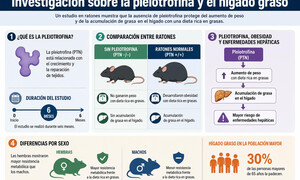 Investigadores hallan la clave para frenar el hígado graso