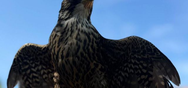 Descubre el fascinante mundo de las aves rapaces en la Residencia Soto Fresnos. Este evento especial, que se llevará a cabo el 9 de junio de 2026, ofrece u