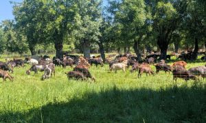 Descubre la Residencia Soto Fresnos, un lugar ideal para disfrutar de la naturaleza y la tranquilidad. Este espacio ofrece un ambiente sereno y acogedor, p