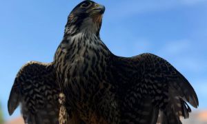 Descubre el fascinante mundo de las aves rapaces en la Residencia Soto Fresnos. Este evento especial, que se llevará a cabo el 9 de junio de 2026, ofrece u