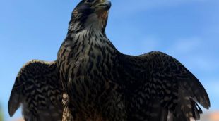 Descubriendo aves rapaces en la Residencia Soto Fresnos