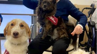 Beau es un mestizo de border collie adoptado en 2023, tras haber sido abandonado. Hoy, con cinco años, es el protagonista de las sesiones de terapia asisti