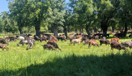 Descubre la Residencia Soto Fresnos, un lugar ideal para disfrutar de la naturaleza y la tranquilidad. Este espacio ofrece un ambiente sereno y acogedor, p