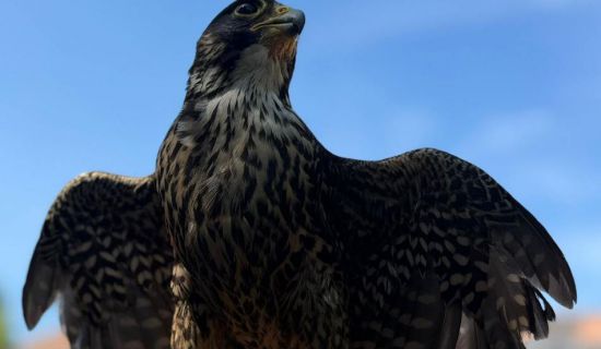 Descubre el fascinante mundo de las aves rapaces en la Residencia Soto Fresnos. Este evento especial, que se llevará a cabo el 9 de junio de 2026, ofrece u