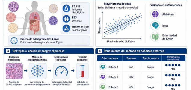 Un equipo internacional liderado por el Instituto Ludwig Boltzmann de Medicina de Redes de la Universidad de Viena ha desarrollado 'relojes de tejido' capa