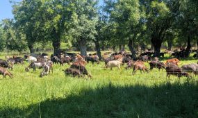 Descubre la Residencia Soto Fresnos, un lugar ideal para disfrutar de la naturaleza y la tranquilidad. Este espacio ofrece un ambiente sereno y acogedor, p