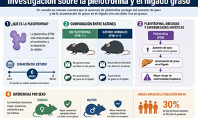 Un grupo de investigadores ha identificado una proteína que podría estar detrás de la acumulación de grasa en el hígado asociada a la obesidad. Eliminarla 
